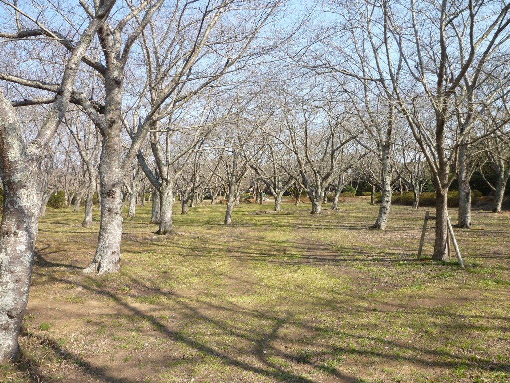 鹿島城山公園